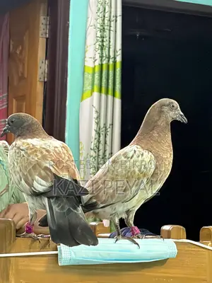 Chhap Chila baby pigeon, age 45 days.