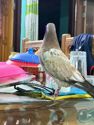 Chhap Chila baby pigeon, age 45 days.