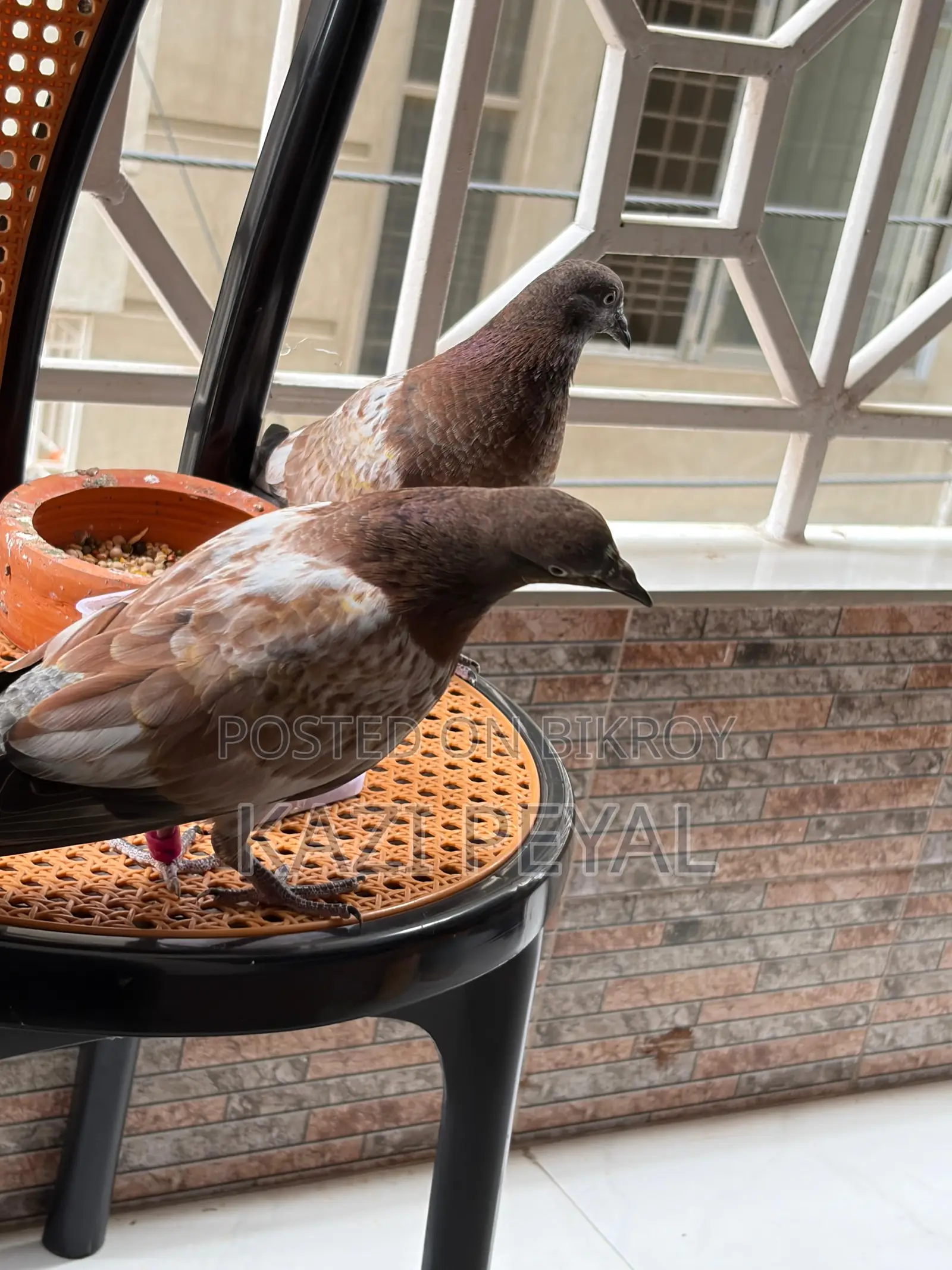Chhap Chila baby pigeon, age 45 days.
