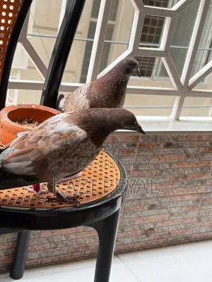Chhap Chila baby pigeon, age 45 days.