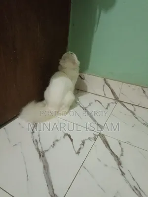 3-6 months Male Purebred Persian Cat