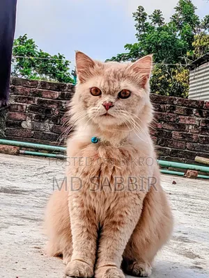 ১+ বছর বয়সী পুরুষ পিওরব্রেড পার্সিয়ান