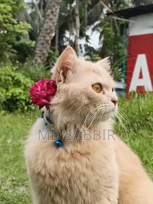১+ বছর বয়সী পুরুষ পিওরব্রেড পার্সিয়ান