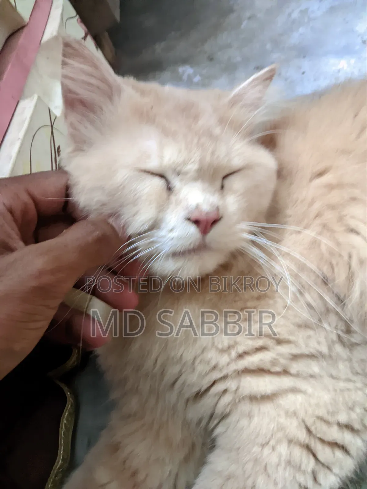 ১+ বছর বয়সী পুরুষ পিওরব্রেড পার্সিয়ান