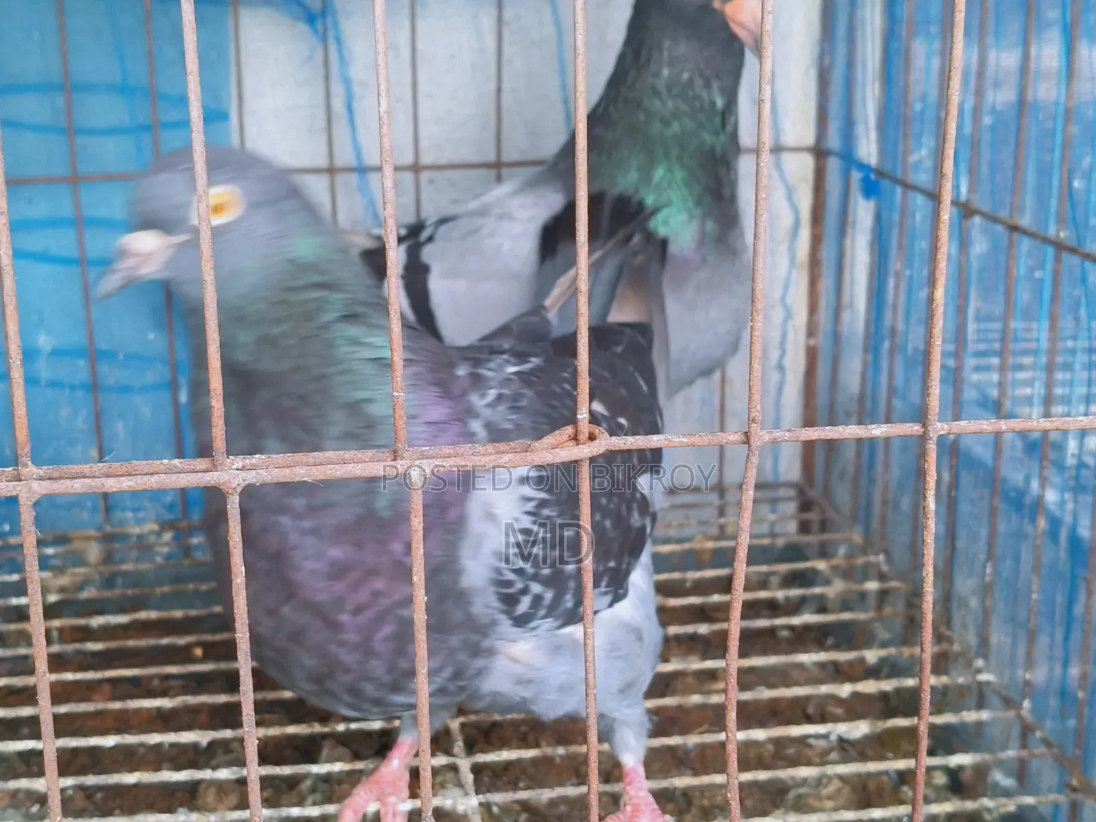 King Pigeon