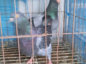 King Pigeon