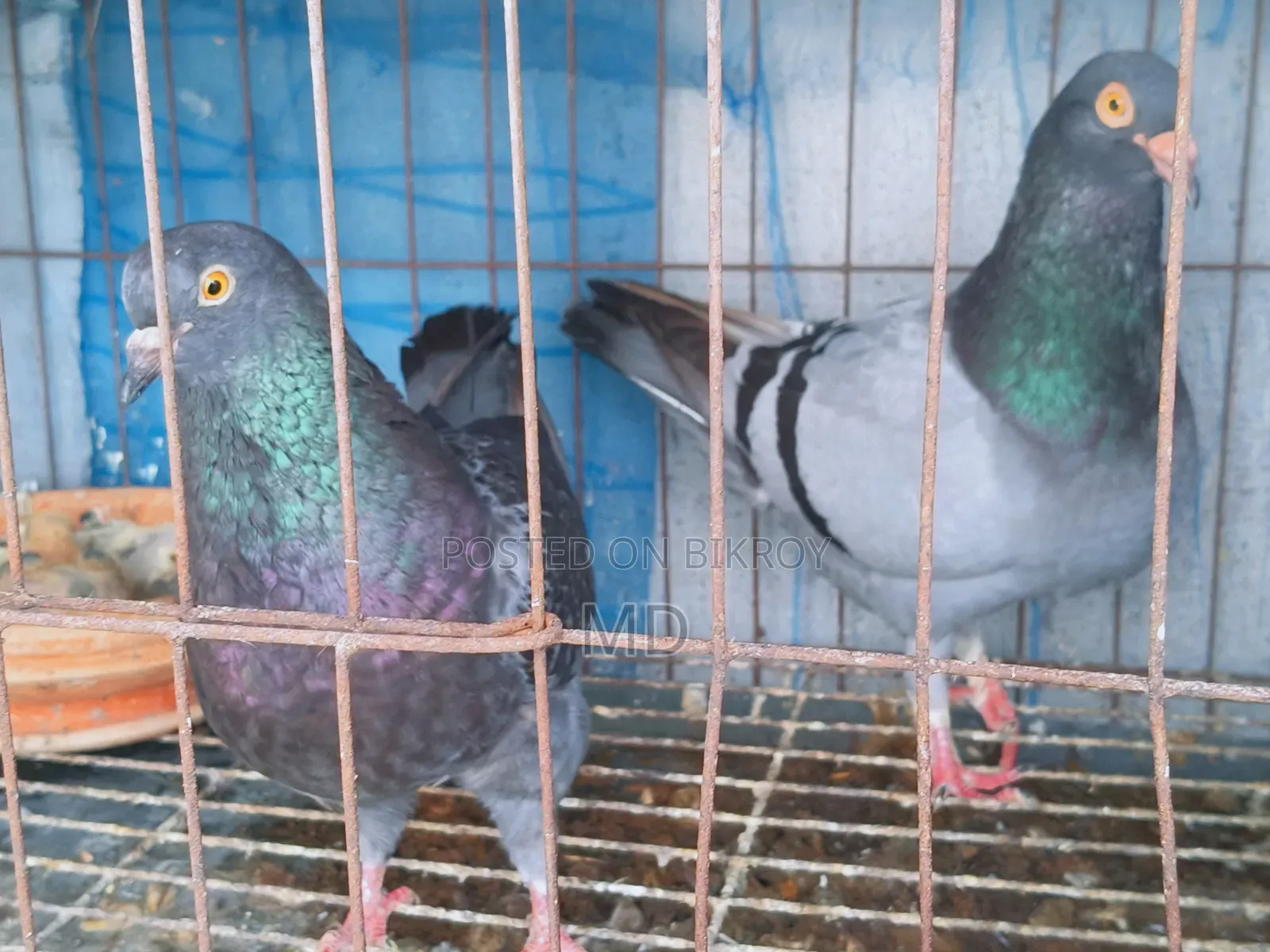 King Pigeon