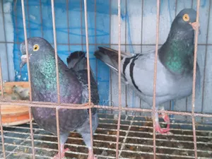 King Pigeon