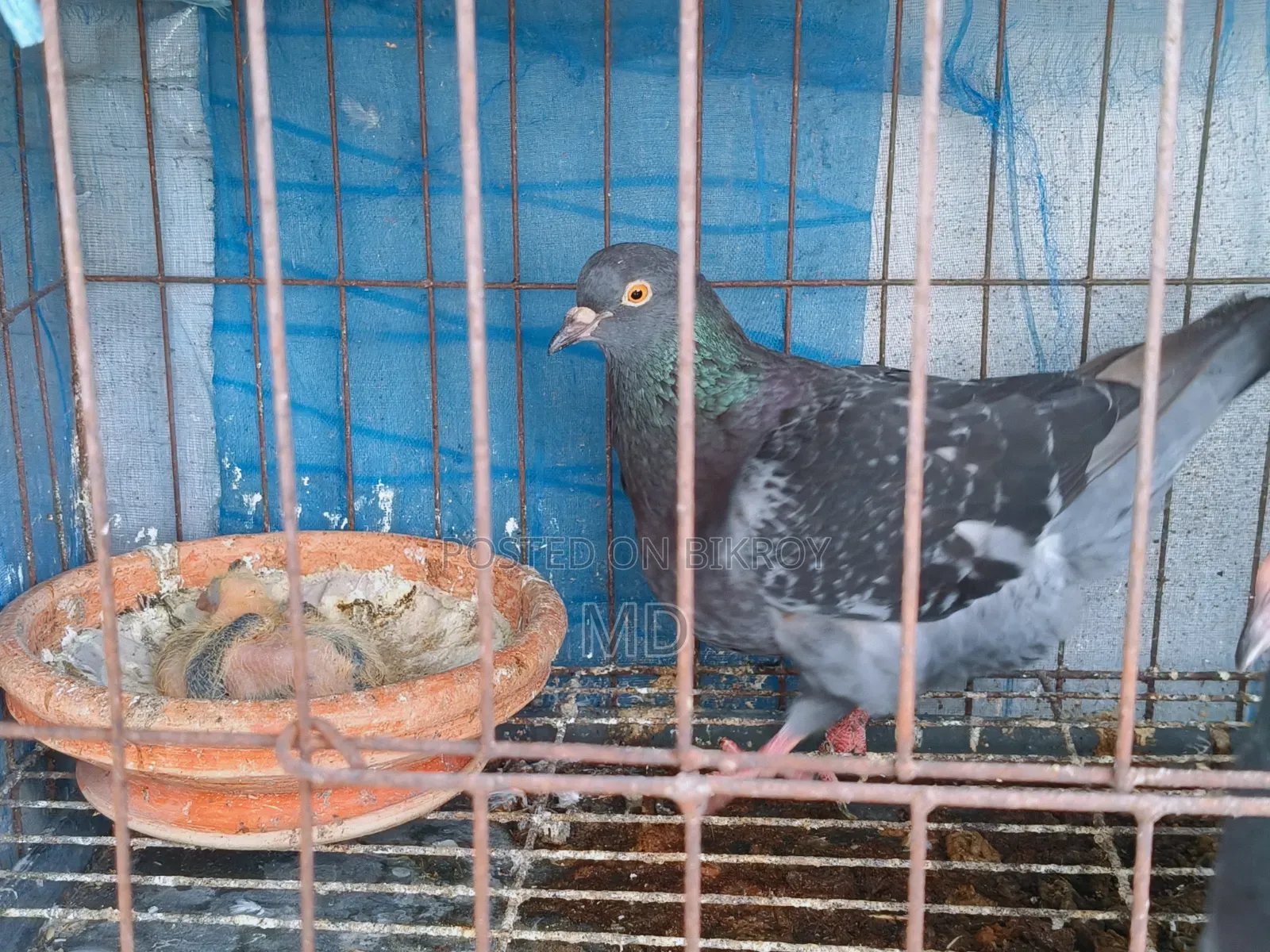 King Pigeon