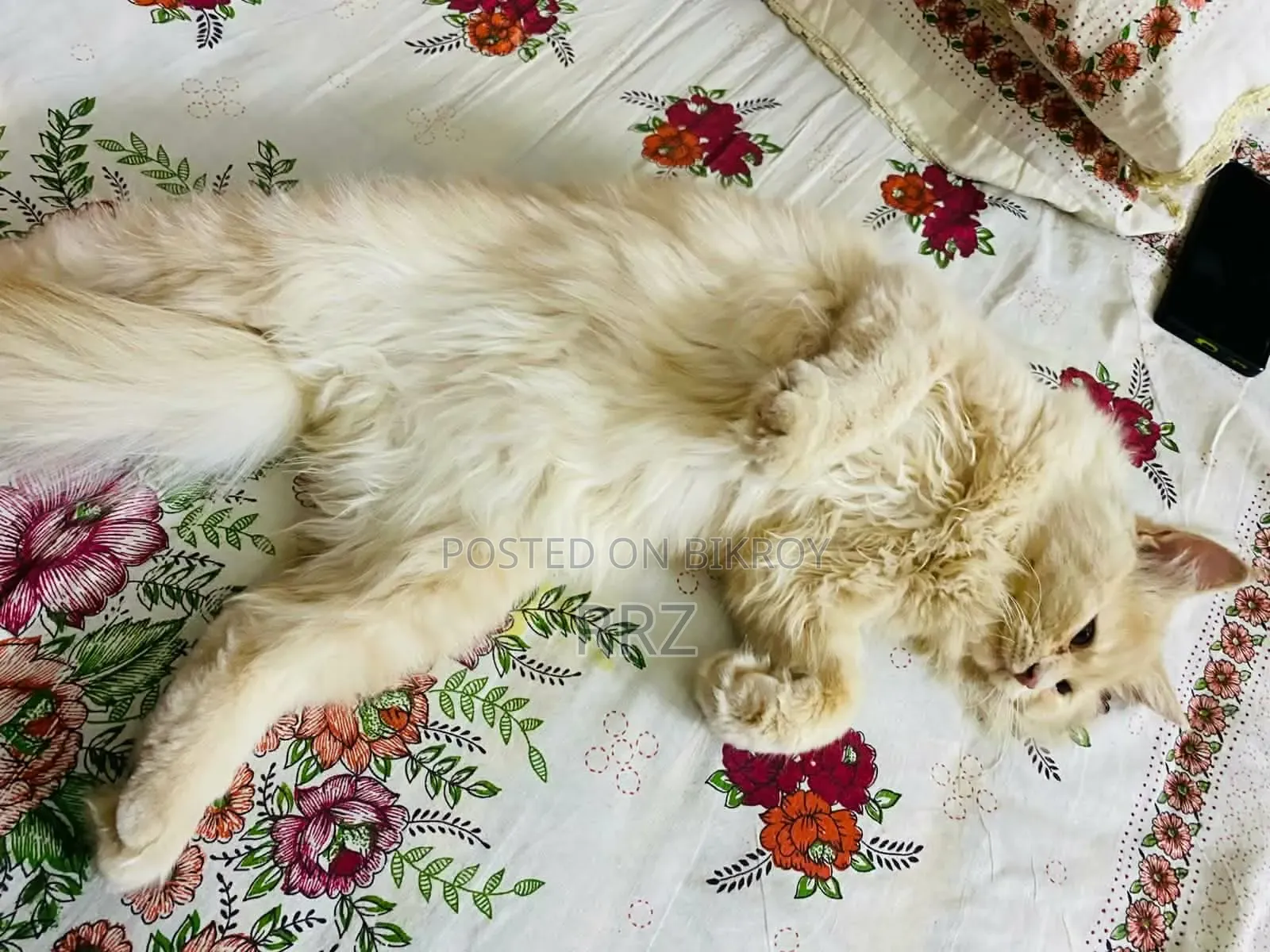 ১+ বছরের পুরুষ পার্সিয়ান বিড়াল