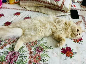 ১+ বছরের পুরুষ পার্সিয়ান বিড়াল