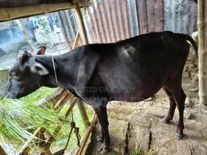 করস আইডি গরু ভালো জাতের