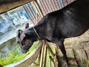 Cross breed cow of good quality