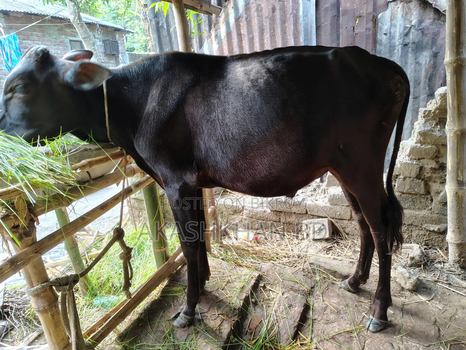 Cross breed cow of good quality