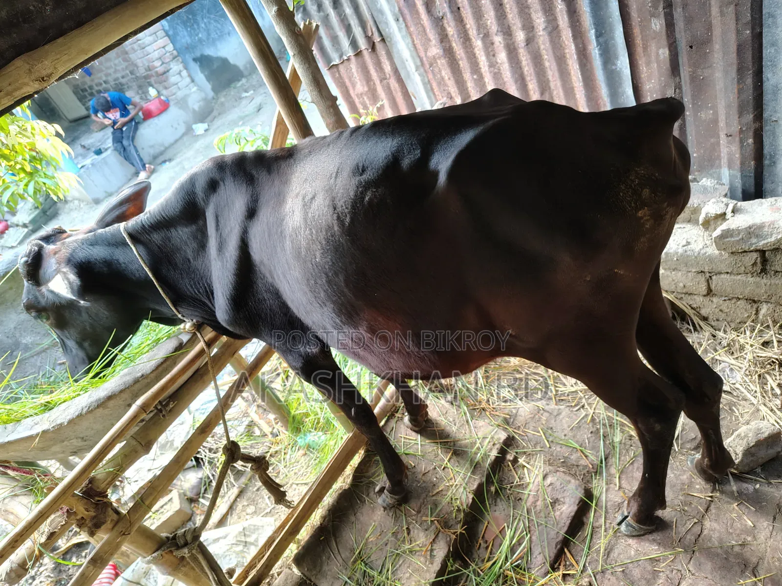 Cross breed cow of good quality