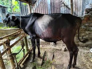 Cross breed cow of good quality