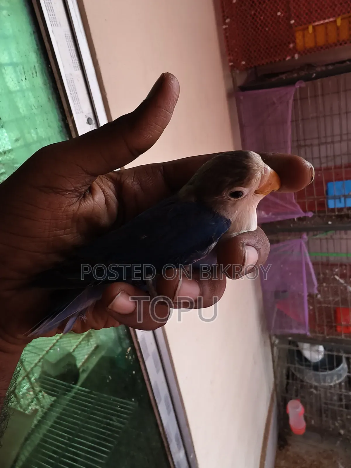 Violet Fischer (Lovebird)