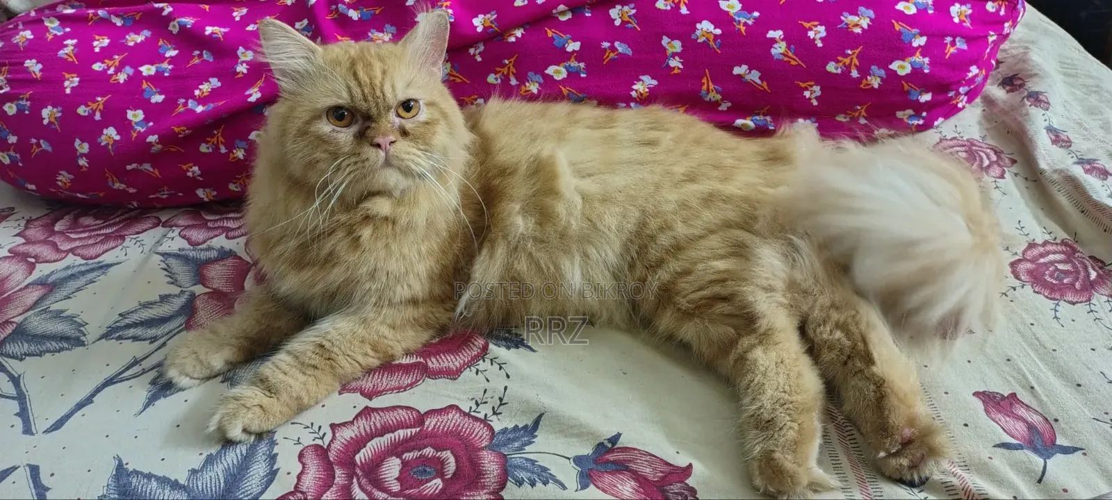 1+ year Male Purebred Persian