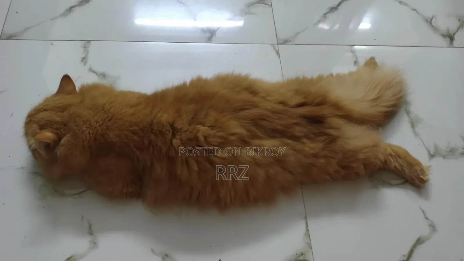 1+ year Male Purebred Persian