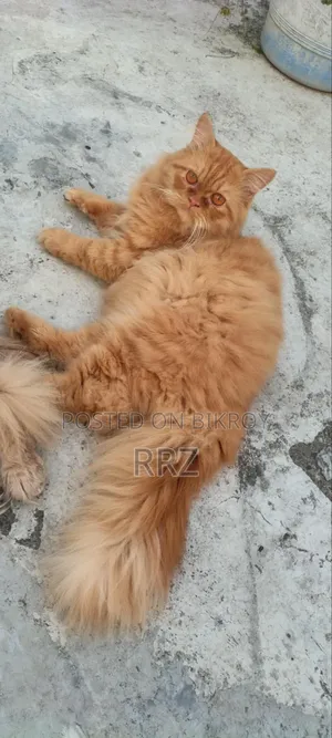 1+ year Male Purebred Persian