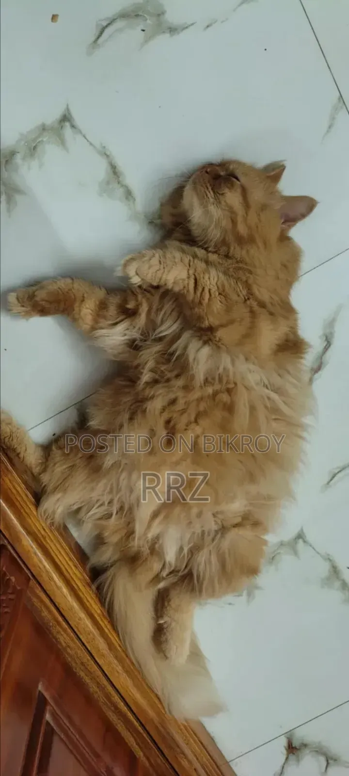 1+ year Male Purebred Persian