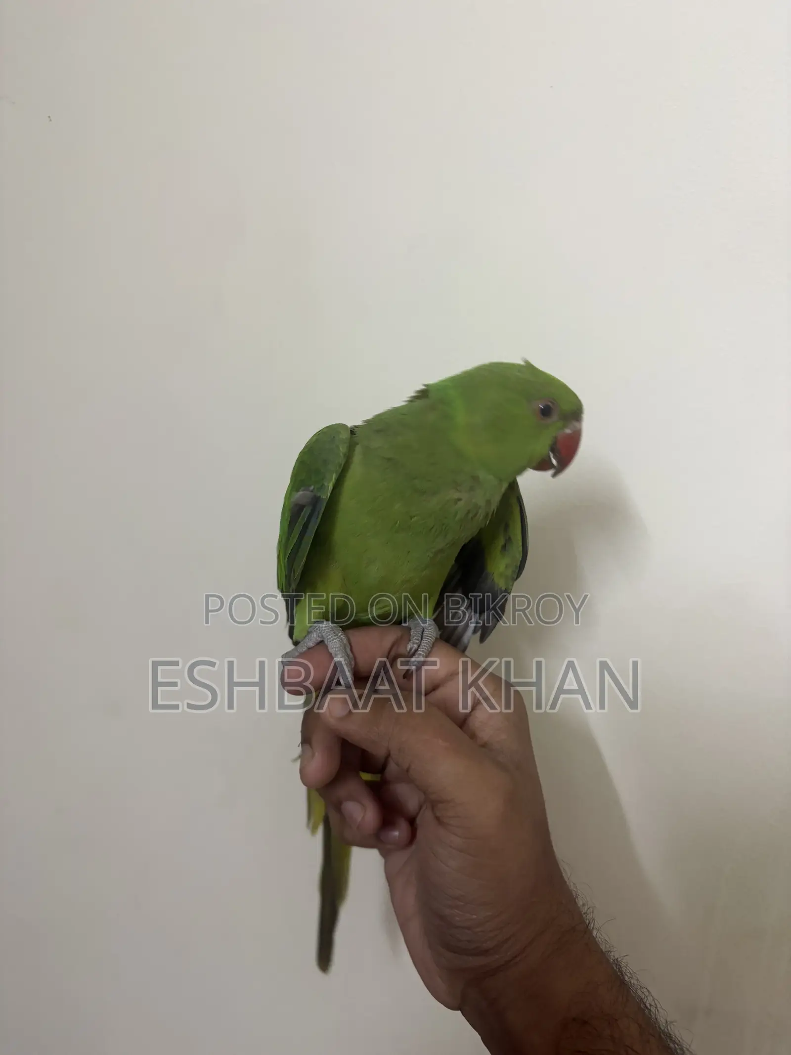 Indian Ringneck