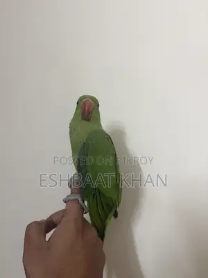 Indian Ringneck