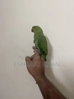 ইন্ডিয়ান রিংনেক