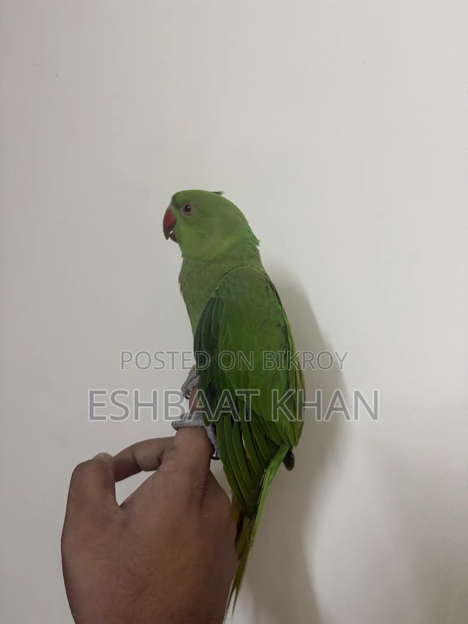 Indian Ringneck