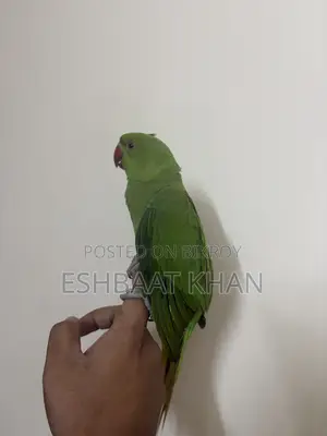 Indian Ringneck