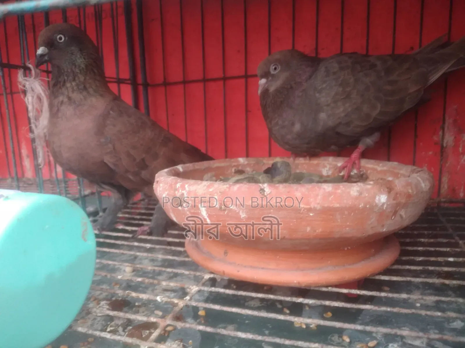 Running Pigeon Pair