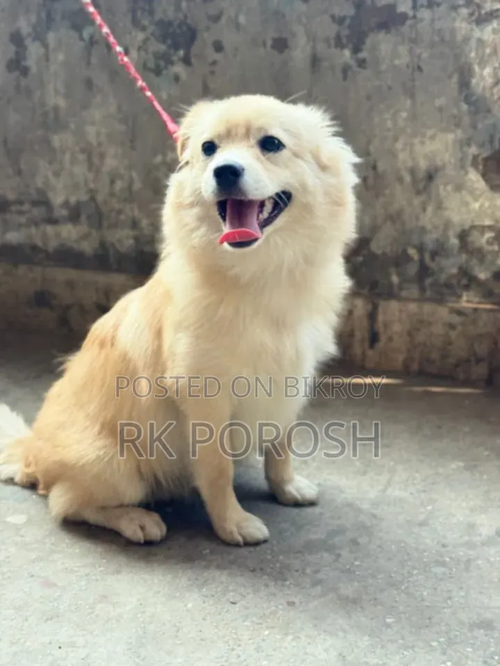 3-6 Months Male Purebred Japanese Spitz