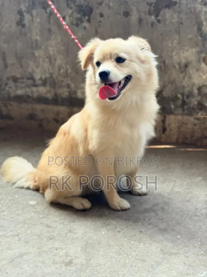 3-6 Months Male Purebred Japanese Spitz