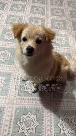 3-6 Months Male Purebred Japanese Spitz