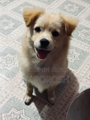 3-6 Months Male Purebred Japanese Spitz