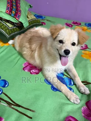 3-6 Months Male Purebred Japanese Spitz