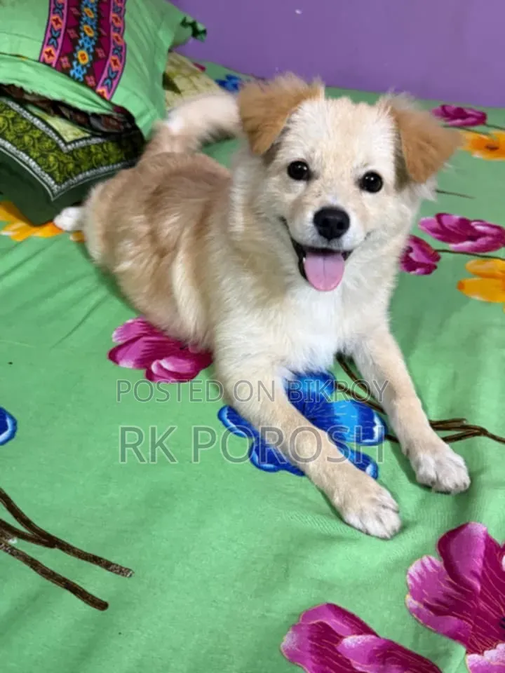 3-6 Months Male Purebred Japanese Spitz