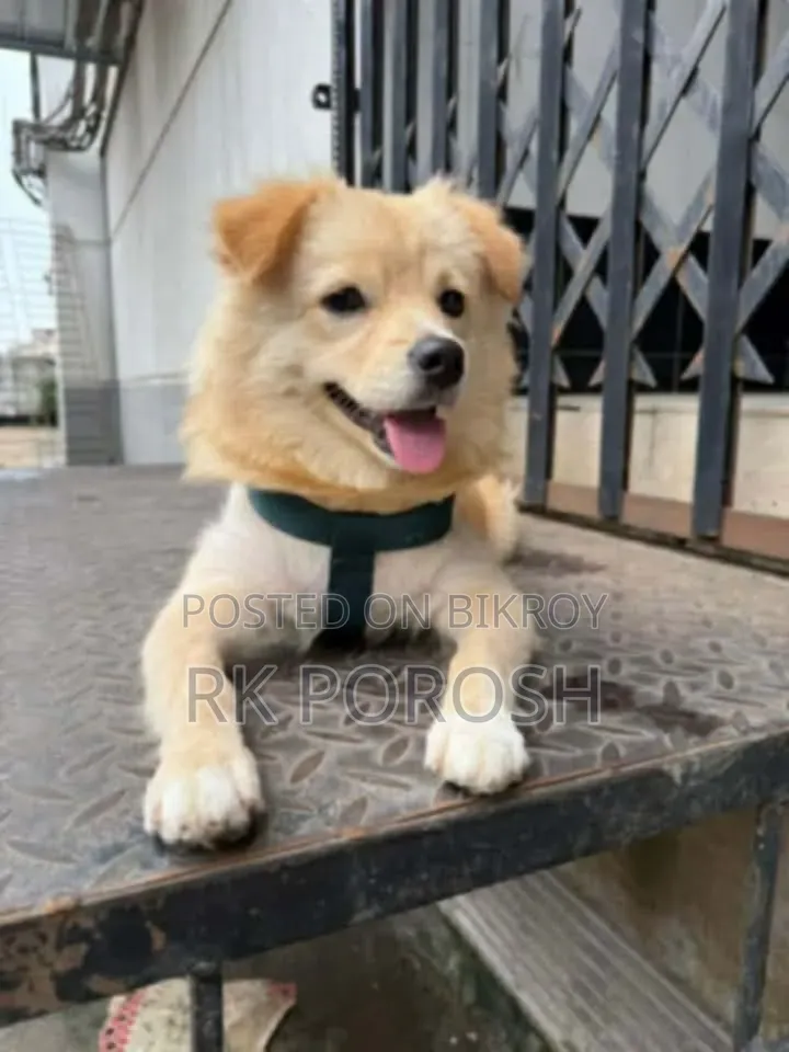 3-6 Months Male Purebred Japanese Spitz