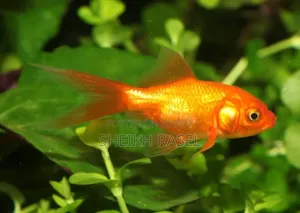 Gold Fish Elite Quality Adult 2 Pieces Available