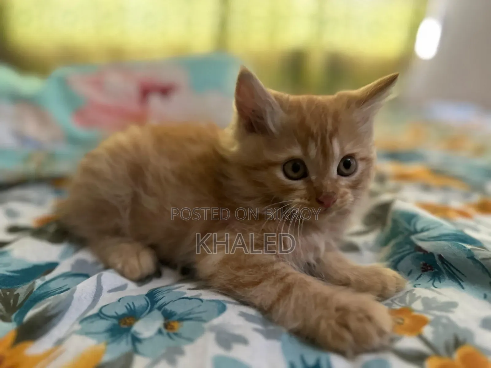 1-3 months Male Purebred Persian