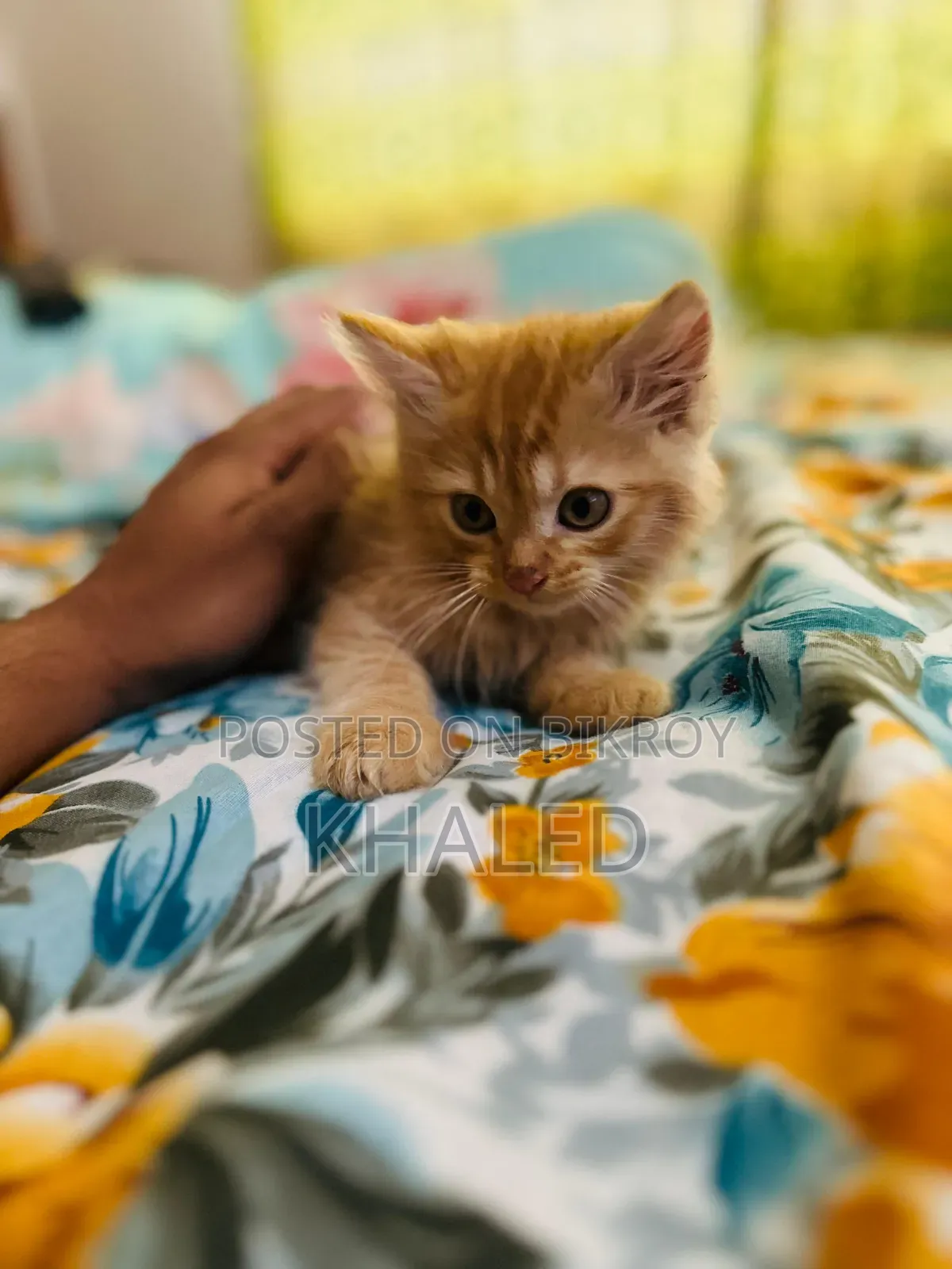 1-3 months Male Purebred Persian
