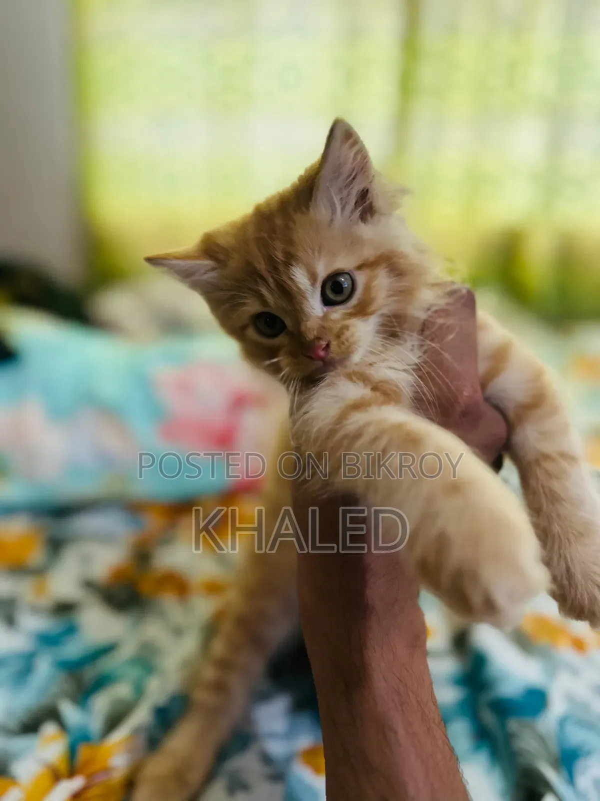 1-3 months Male Purebred Persian