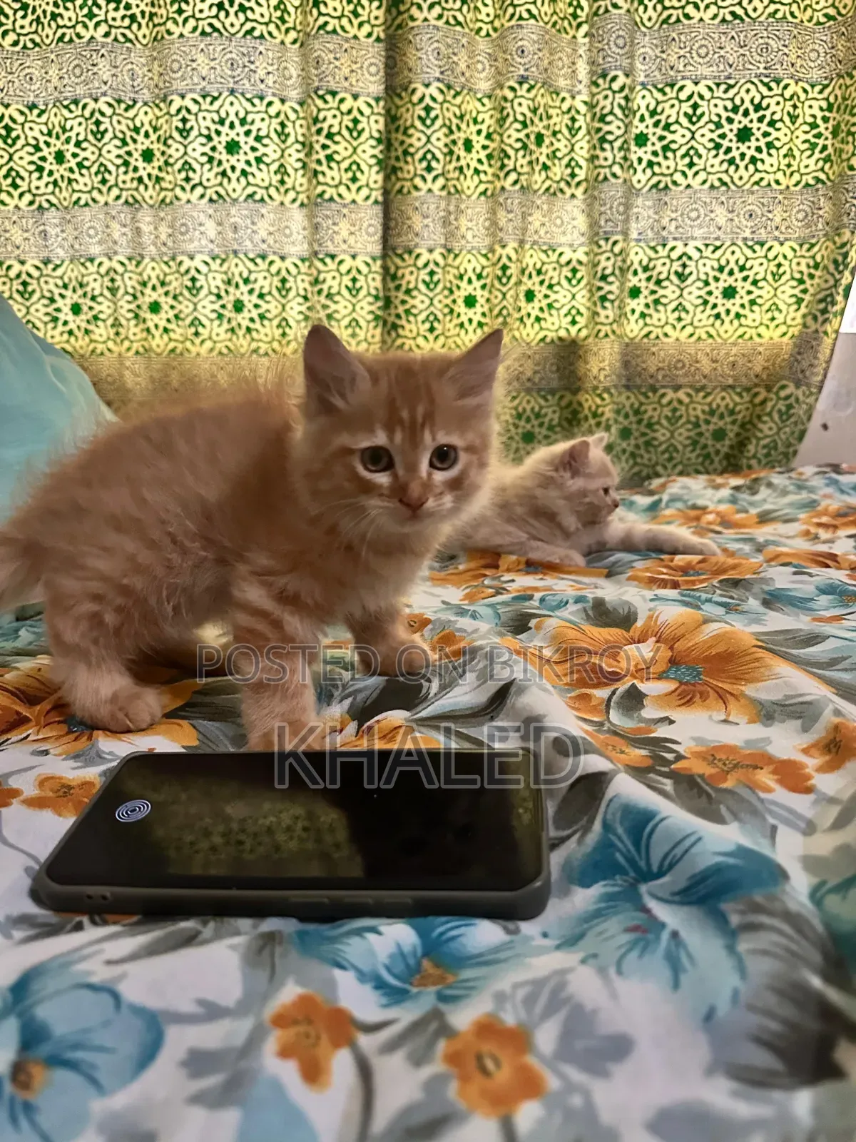 1-3 months Male Purebred Persian