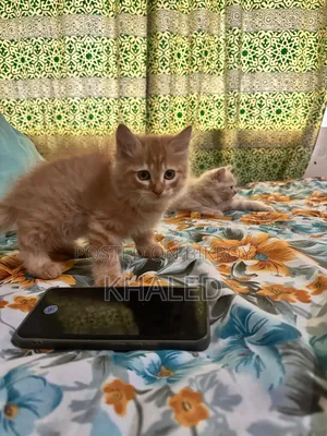 1-3 months Male Purebred Persian
