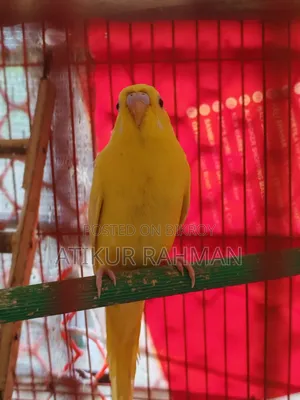 Lutiono Red Eye Male and Jp Male for Sell