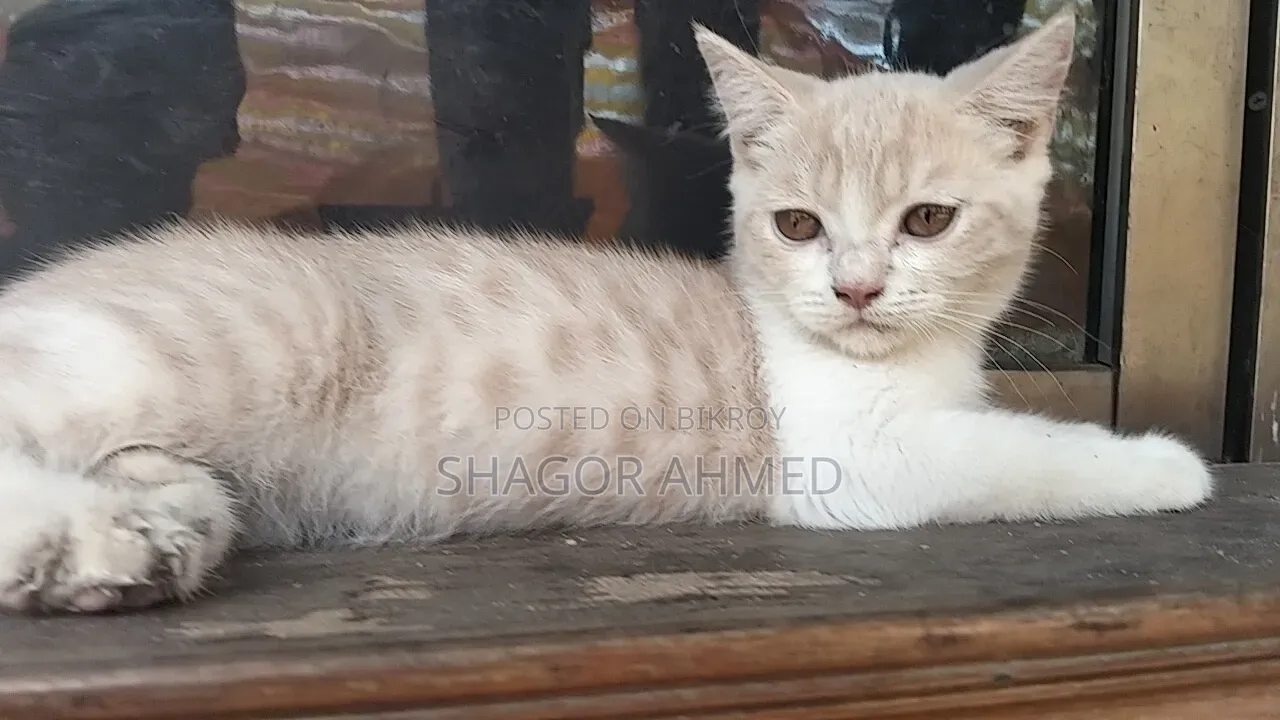 1-3 months Female Purebred British Shorthair