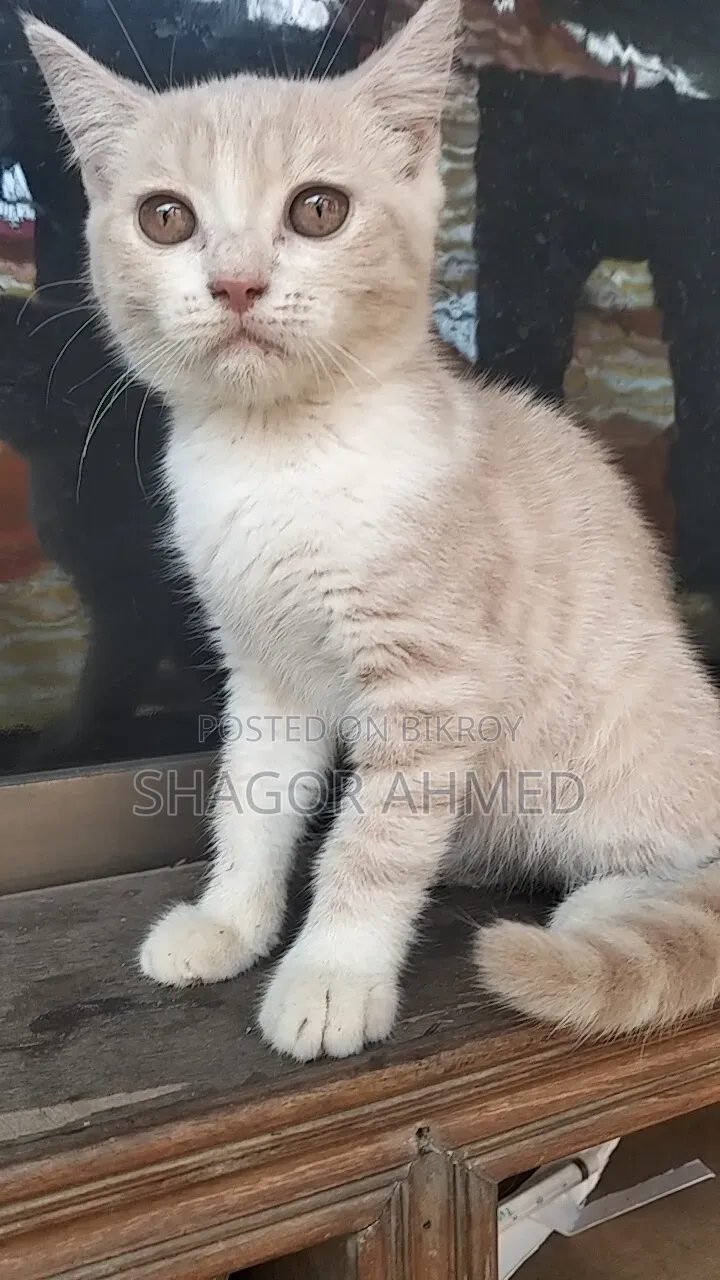 1-3 months Female Purebred British Shorthair