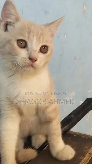 1-3 months Female Purebred British Shorthair