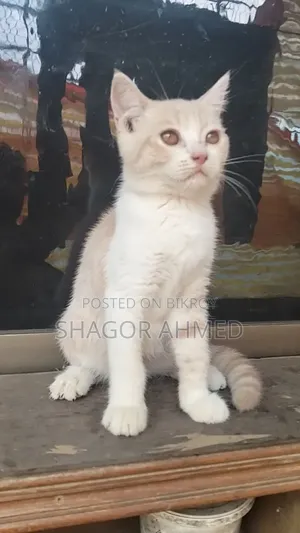1-3 months Female Purebred British Shorthair