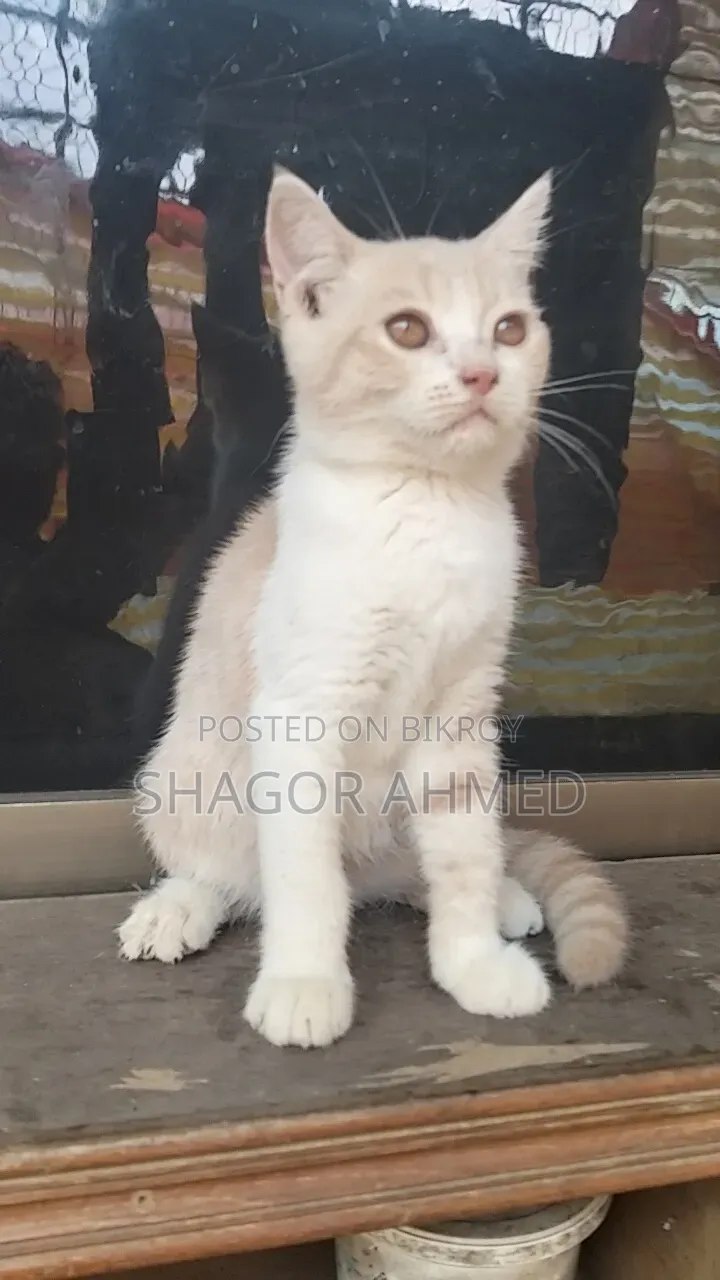1-3 months Female Purebred British Shorthair